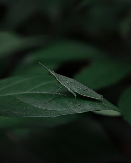 A close-up image of a green leaf with a small, green insect resembling a katydid or bush cricket, perched on its surface. The insect has elongated legs, a slender body, and long antennae extending for