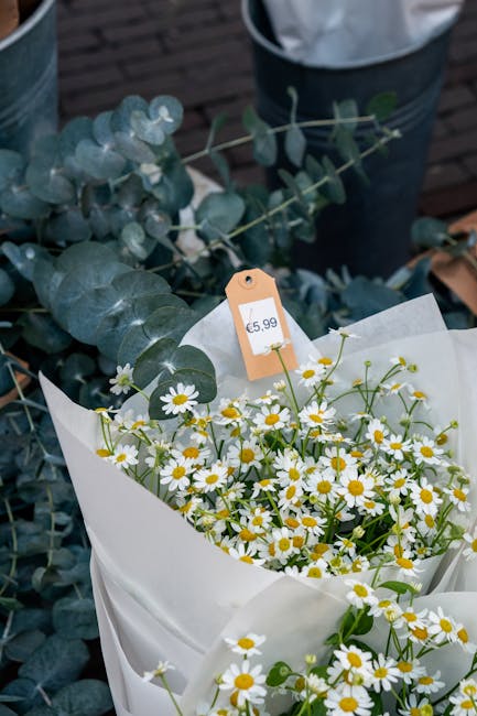 A fresh bouquet of daisy flowers with white petals and yellow centers, arranged in white wrapping paper. The bouquet is displayed outdoors, with a backdrop of eucalyptus leaves and a wooden surface, u