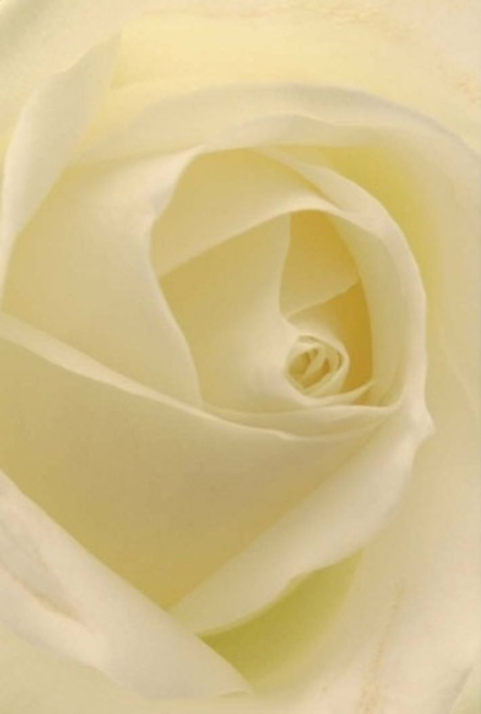 From this close vantage point, the soft interplay of white and creamy petals unfolds, the rose's form both tranquil and sophisticated-just like a cherished retreat along Bloomsbury's storied streets. Light seems to pour through each petal, illuminating shades from pearl to gentle ivory, and revealing subtle shadows that enhance the bloom's spired core. As a seasoned florist in the area, I see in this rose the ideal choice for gestures steeped in meaning-a romantic offering at dusk, a sincere apology, or an elegant touch for a wedding at historic Bedford Square. The perfectly aligned spiral hints at purity and quiet resilience, enhanced by the imperceptible gradient in colour. There's an almost silent fragrance at play, clean and familiar, echoing the tranquility of local gardens. Each flourish in the arrangement mirrors the refined aesthetic prized by Bloomsbury Flowers, ensuring this rose suits any heartfelt occasion among the literary and cultural riches of our neighbourhood.