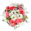 Bursts of colour and form come alive in this beautifully arranged bouquet, capturing the spirit of Bloomsbury's leafy avenues and cultured flair. Arranged to perfection, the bouquet features crisp white daisies glowing with energetic green centers, ringed by layers of generously ruffled coral-pink carnations, their tactile softness reminiscent of the comforting interiors along Bedford Place. Wispy gypsophila floats between the blossoms, adding a touch of airy wonder like drifting petals across Bloomsbury's garden paths, while sprigs of silver eucalyptus and glossy green leaves bring refreshing vitality and structure. Peeking between the main flowers, subtle alstroemeria buds, tinted with delicate streaks of purple and rose, promise blooms yet to open-much like the anticipation of a new exhibition at the local museums. The overall design is artfully round and balanced, communicating joy, appreciation, and a sense of gentle celebration. Crafted for those who appreciate both tradition and creativity, this arrangement shines as a thoughtful gift or centrepiece, available for personal delivery by Bloomsbury Flowers to residents throughout WC1. Its fragrance and visual harmony encapsulate a neighbourhood where beauty, intellect, and nature gently intertwine.